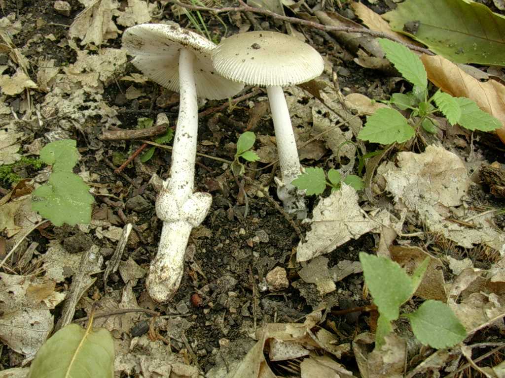 2028 Giugno vecchio ritrovamento
